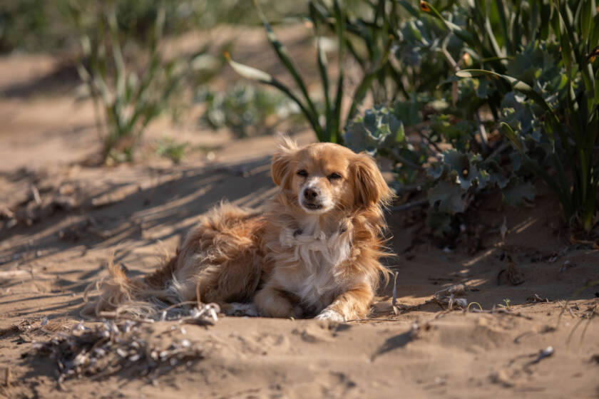 The Dog