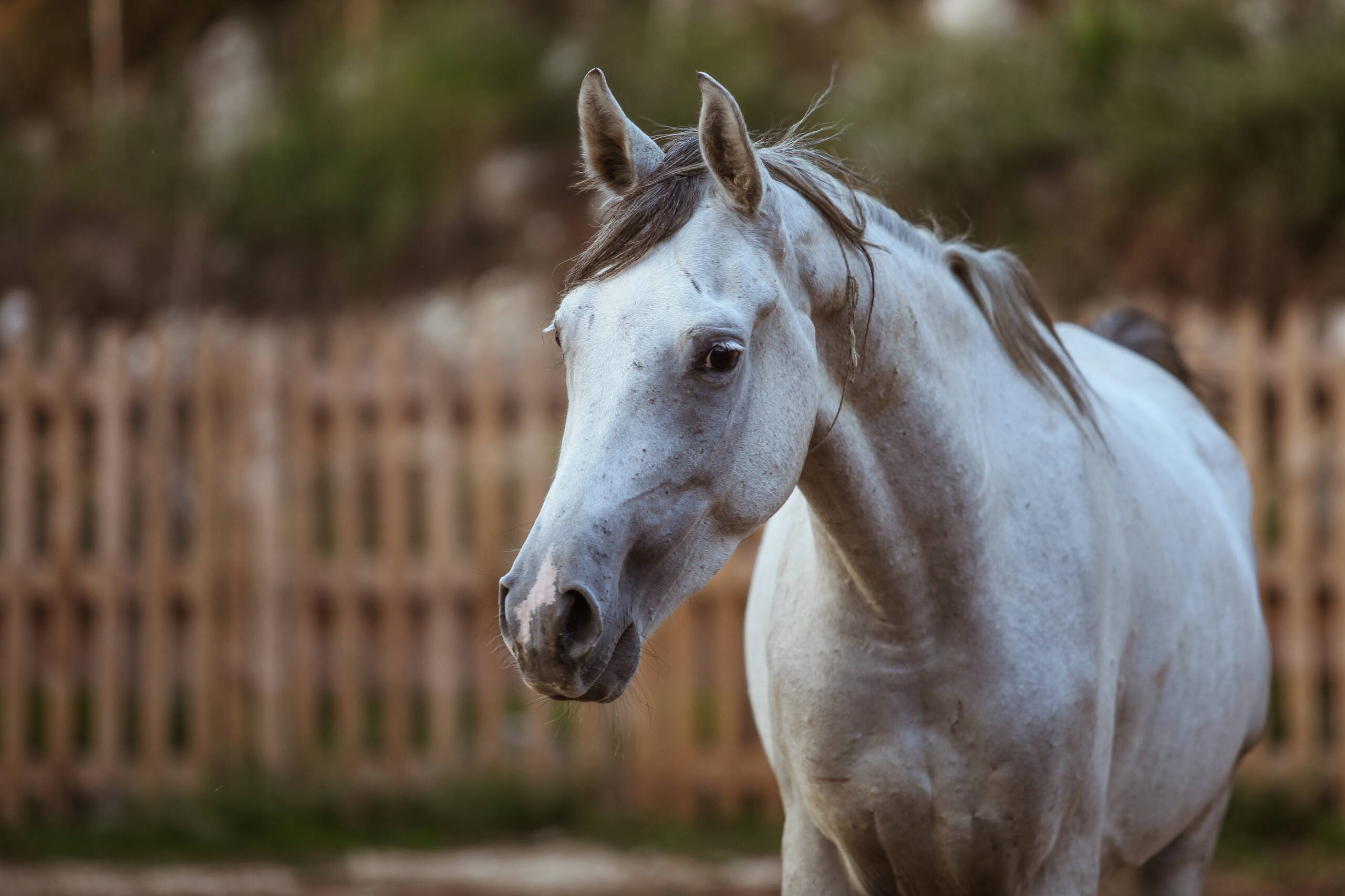 Natural Horsemanship